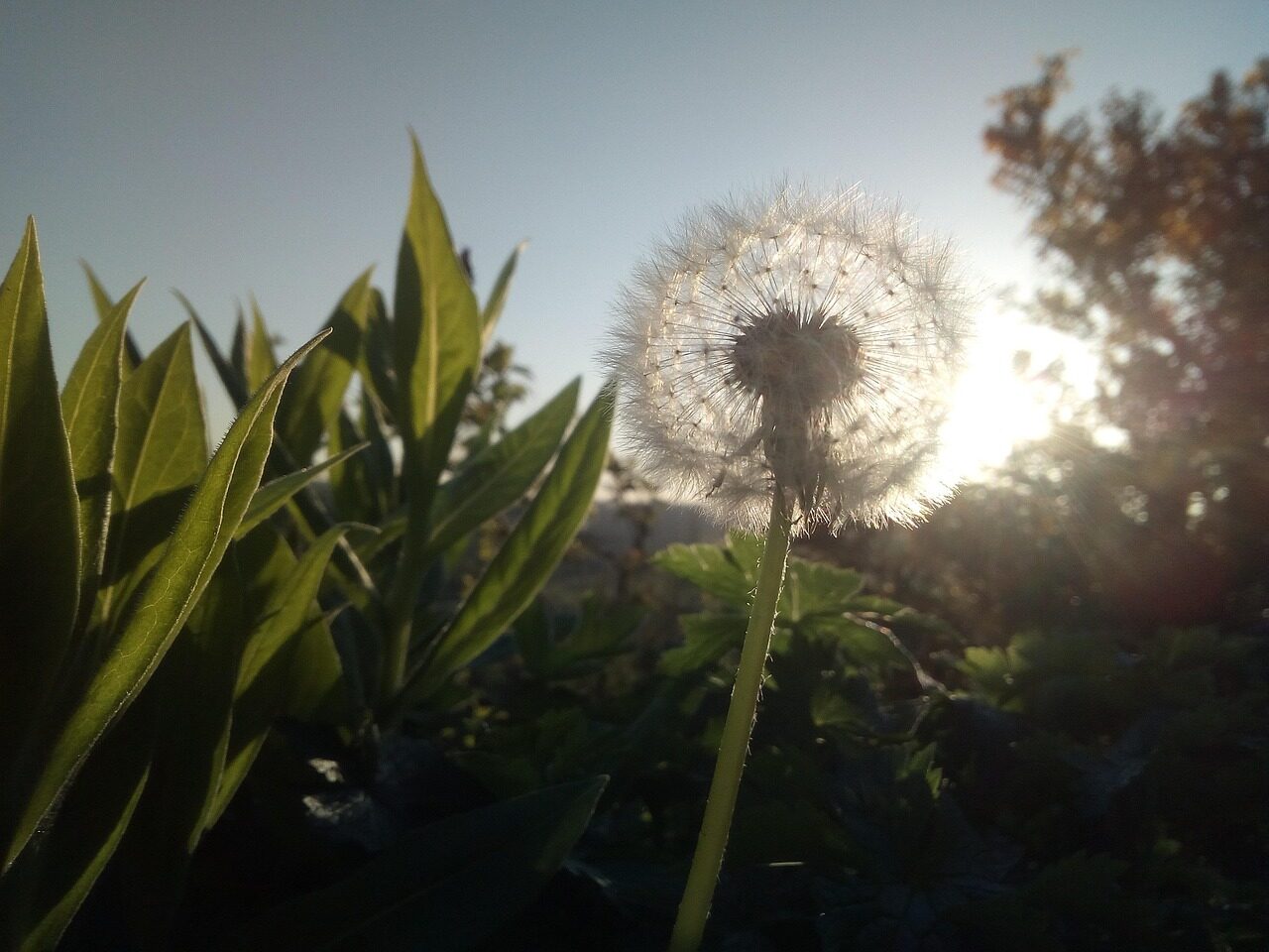 reiki, light, energy, dandelion, sun, spiritual, magical, glow, divine, ethereal, nature, garden, summer, fairy, mystical, herbalism, healing, evening, foliage, seeds, botanical, health, potential, green, natural, reiki, reiki, reiki, reiki, reiki, potential, potential
